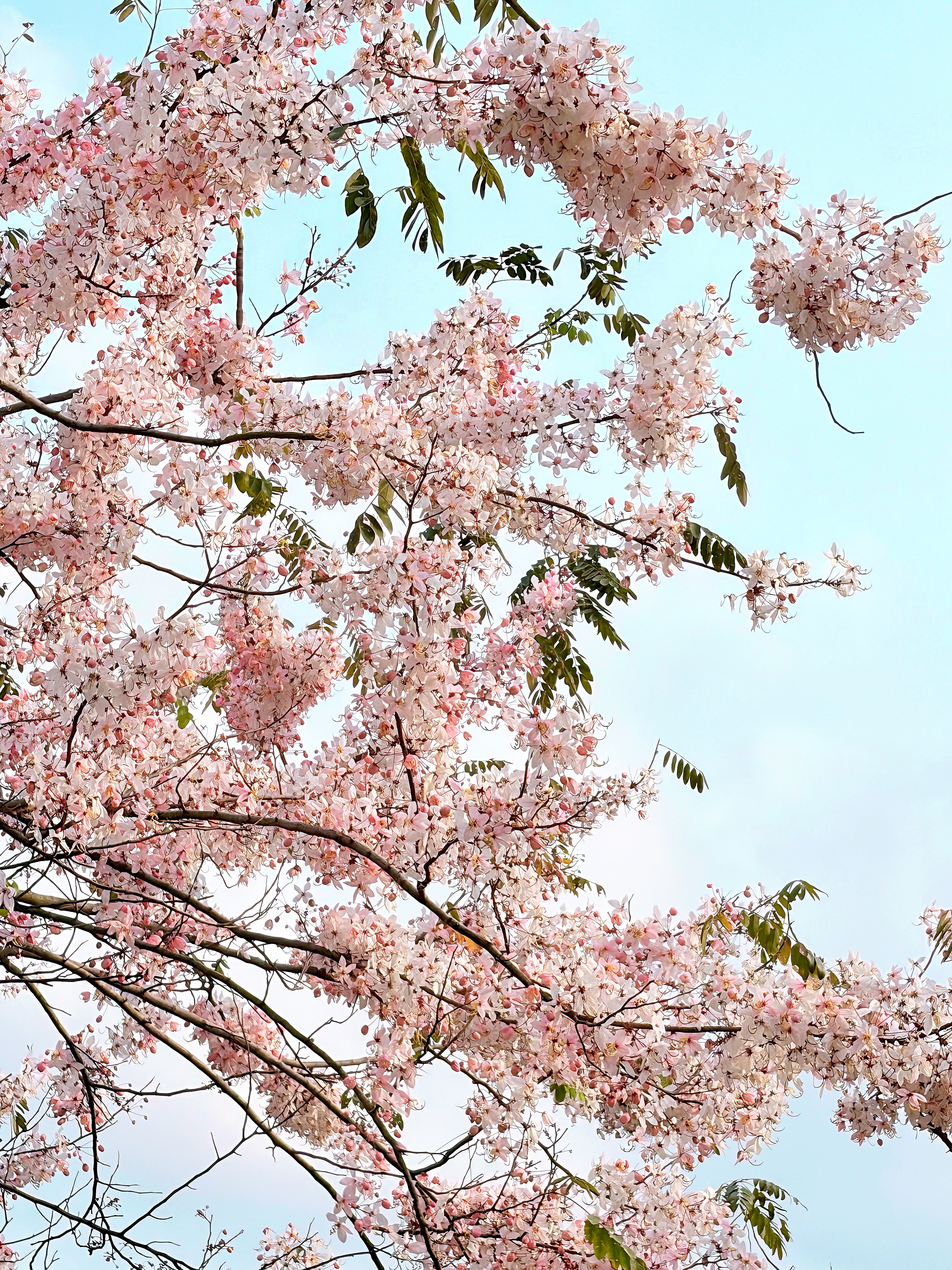 花旗木